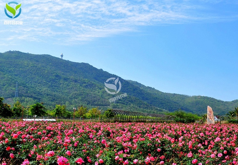 武汉玫瑰种植基地滴灌
方案设计