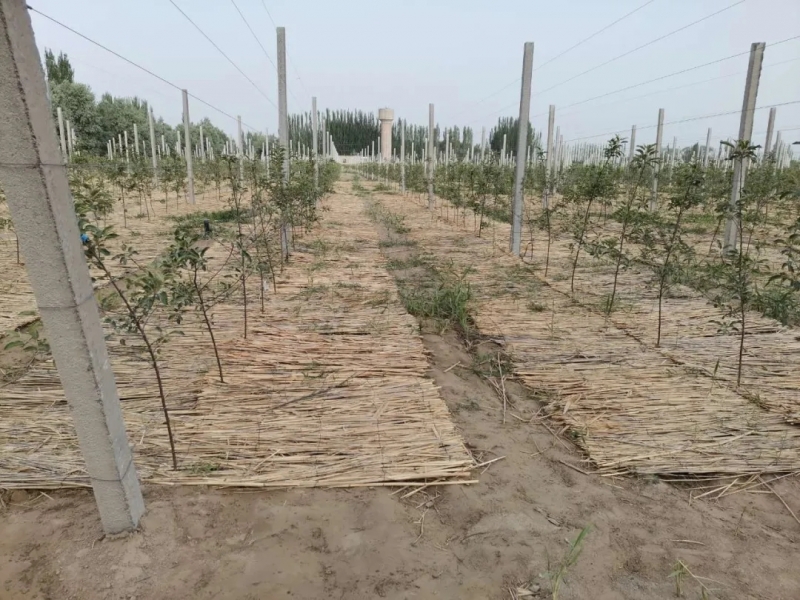 河北 新疆和田滴灌
使用有什么好处？